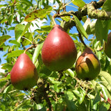 Summercrisp Pear Tree