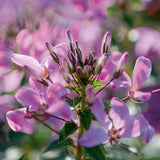 Senorita Rosalita Cleome