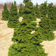 Dwarf Hinoki False Cypress