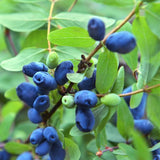 Berry Blue Honeyberry Plant