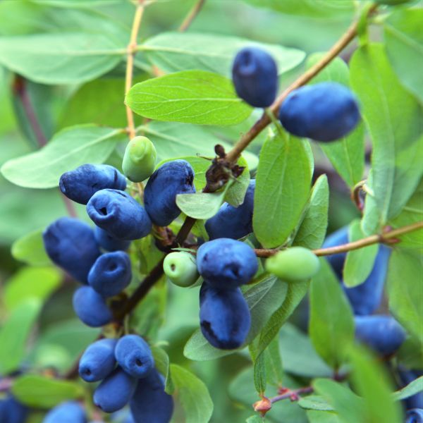 Berry Blue Honeyberry Plant