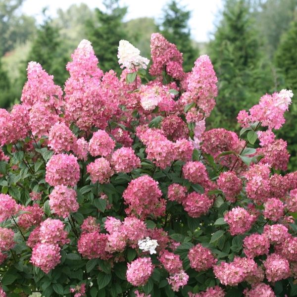 Fire Light&reg; Hydrangea Tree Form