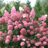 Fire Light&reg; Hydrangea Tree Form