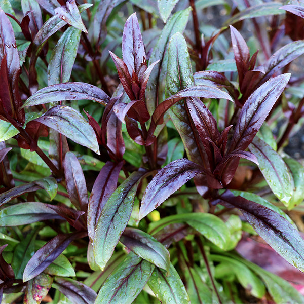 DAKOTA&trade; Burgundy Penstemon