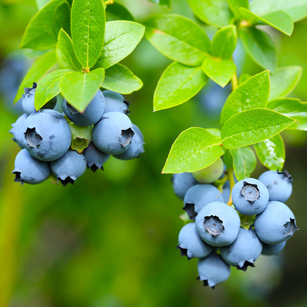 Darrow Blueberry Bush