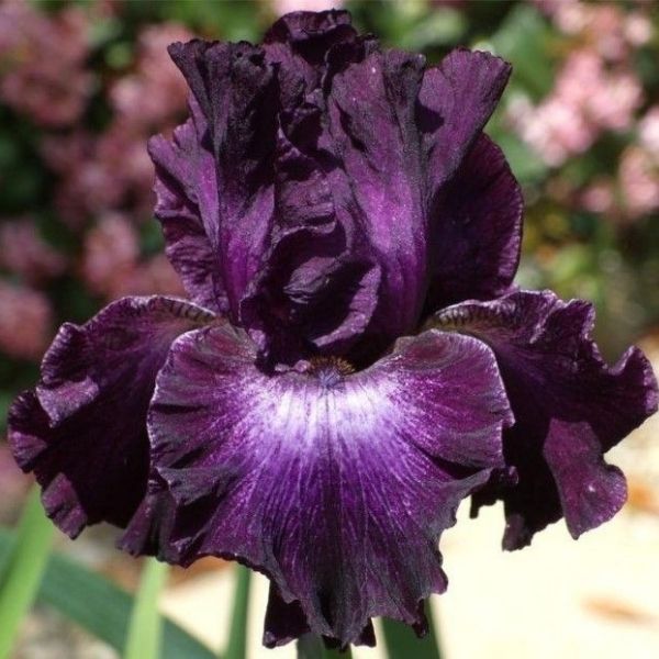 Bubble Bubble Tall Bearded Iris