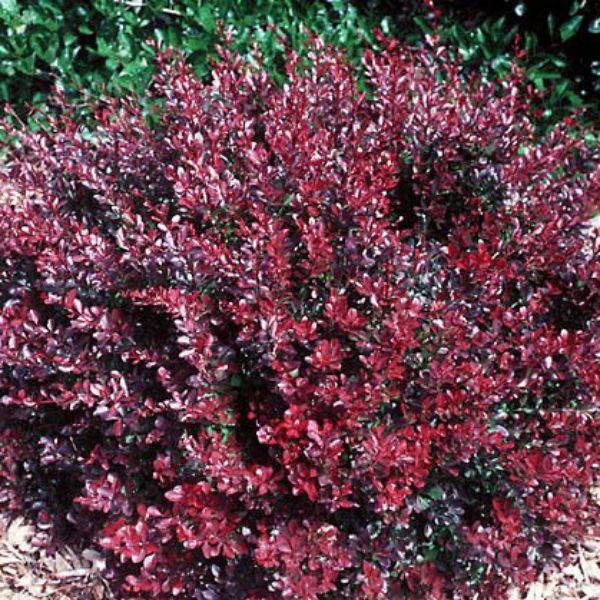 Intermedia Barberry