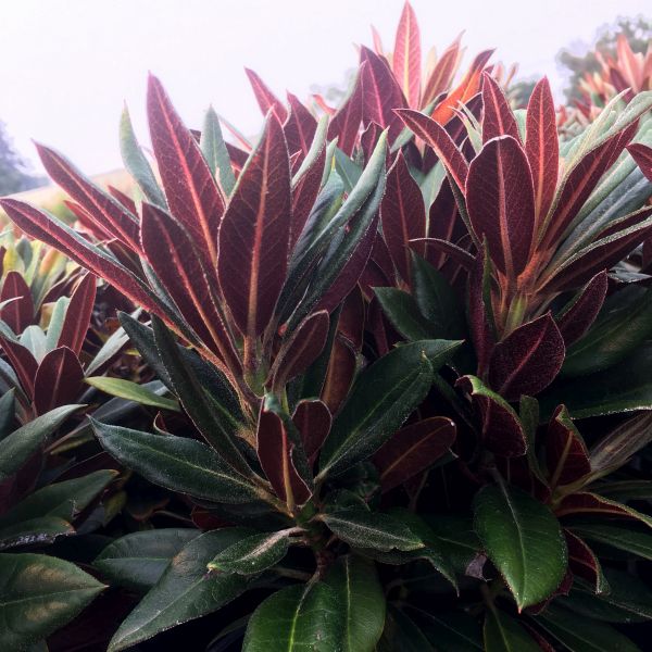 Cherries and Merlot Rhododendron