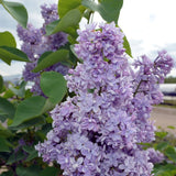 President Grevy Lilac