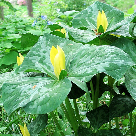 Yellow Trillium