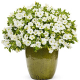 White Superbells Calibrachoa