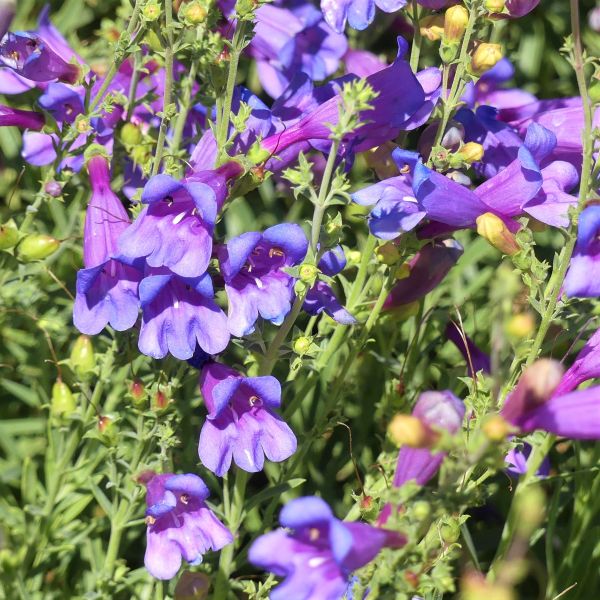 Penstemon Margarita BOP