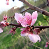 Golden Jubilee Peach Tree