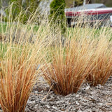 Firefox Sedge Grass