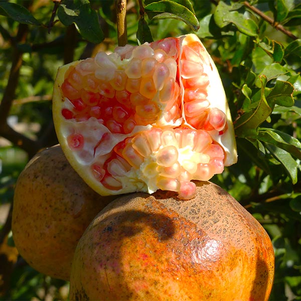 Gissarskii Rozovyi Pomegranate