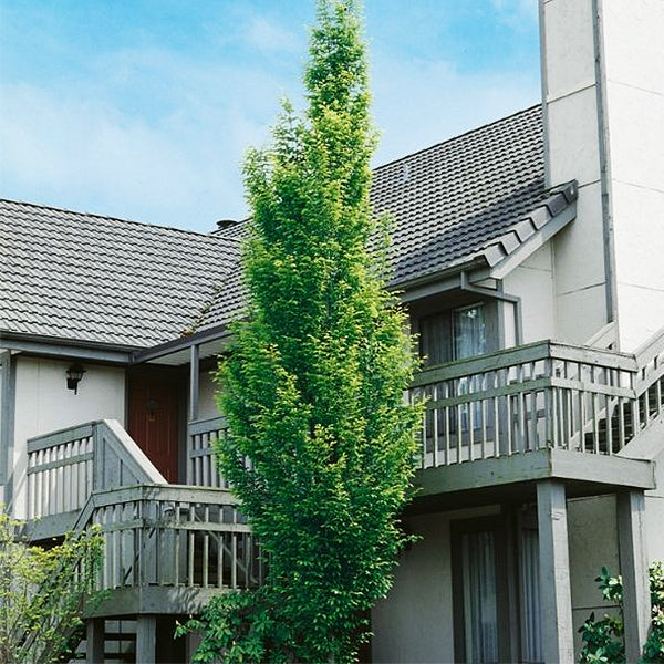 Frans Fontaine Columnar Hornbeam