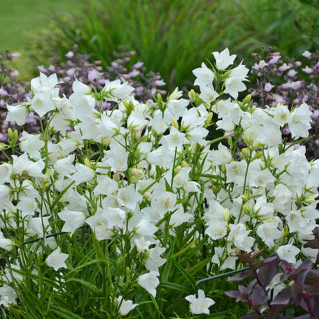 Takion White Peachleaf Bellflower