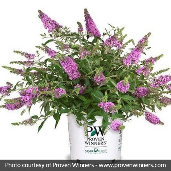 Lo & Behold&reg; Lilac Chip Butterfly Bush