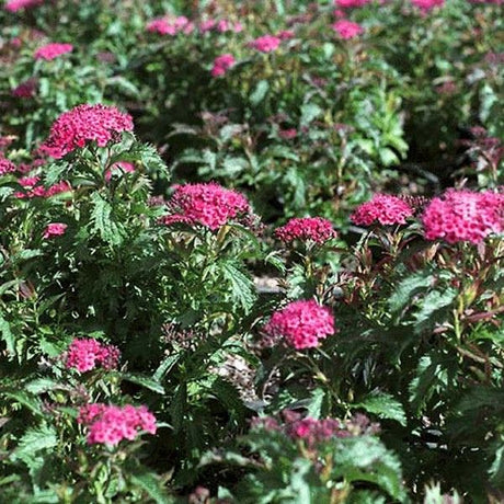 Crisp Leaf Spirea