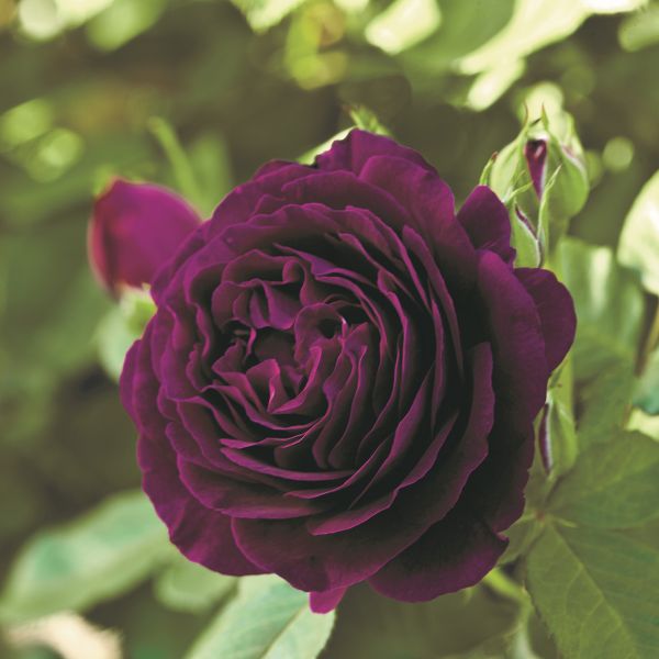 Twilight Zone&trade; Rose