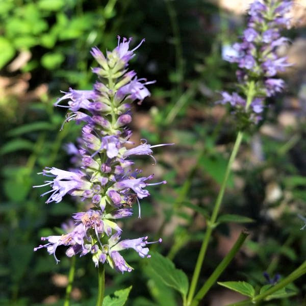 Blue Fortune Hyssop