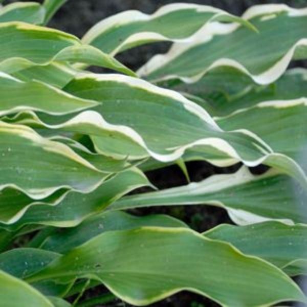 Pineapple Punch Hosta