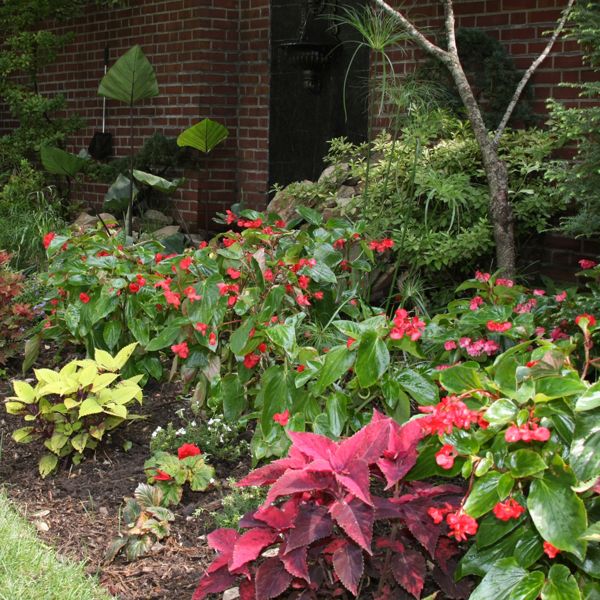 Red Dragon Wing Begonia