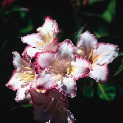 Carnaval&trade; Weigela