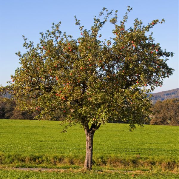 SnowSweet® Apple Tree