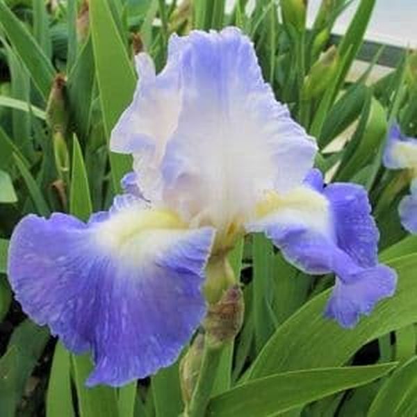 Clarence Tall Bearded Iris