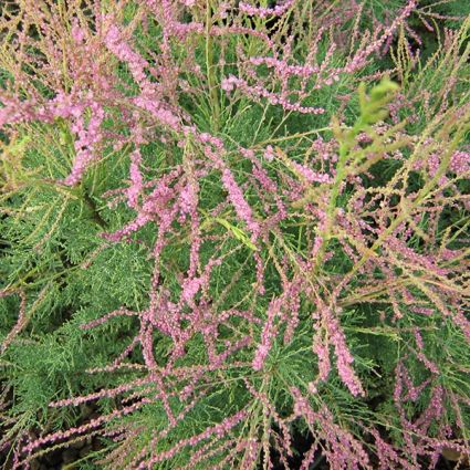 Summer Glow Tamarisk