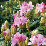 Vernus Rhododendron