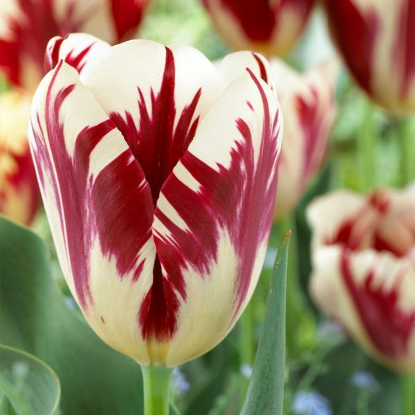 Grand Perfection Tulip