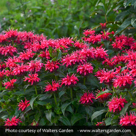 Sugar Buzz&reg; Cherry Pops Bee Balm