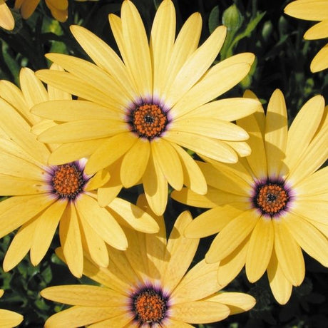 Lemon Symphony Daisy