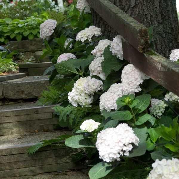 Endless Summer&reg; Blushing Bride Bigleaf Hydrangea