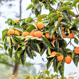 Fuyu Persimmon Tree