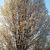 Chanticleer Flowering Pear