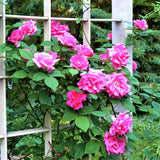 Zephirine Drouhin Climbing Rose