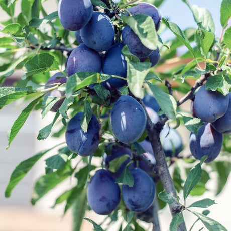 Damson Plum Tree