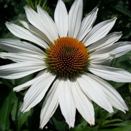 Prairie Pillars&trade; Fragrant Angel Coneflower