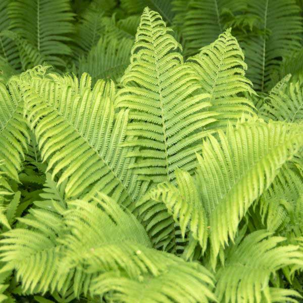 The King Ostrich Fern