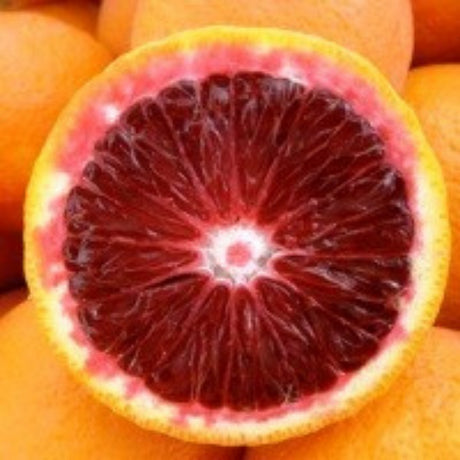 Moro Blood Orange Tree