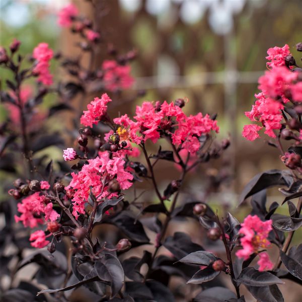 First Editions&reg; Twilight Magic&trade; Crape Myrtle Tree