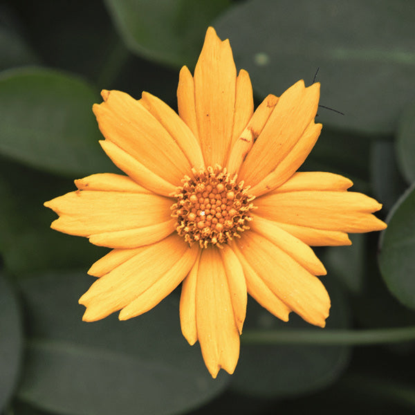 Mouse Ear Coreopsis