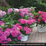 Cityline&reg; Berlin Bigleaf Hydrangea