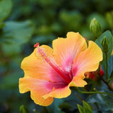 Hollywood&trade; Hibiscus Social Butterfly&trade;