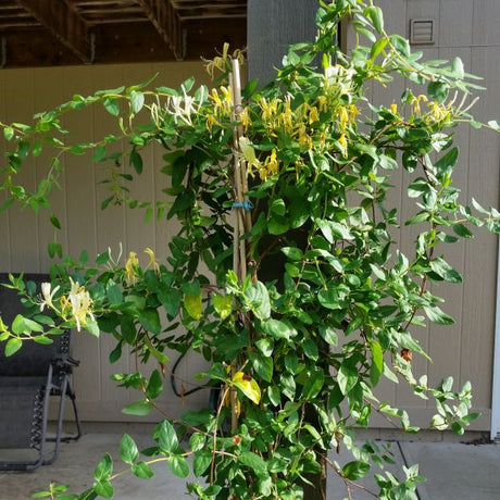 Hall's Japanese Honeysuckle