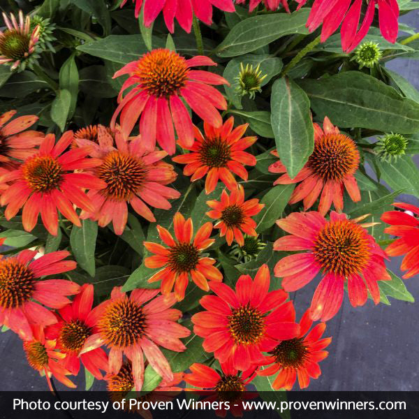 Coneflower Lakota Santa Fe