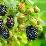 Prime-Ark&reg; 45 Blackberry Bush